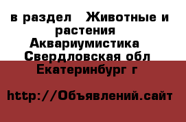  в раздел : Животные и растения » Аквариумистика . Свердловская обл.,Екатеринбург г.
